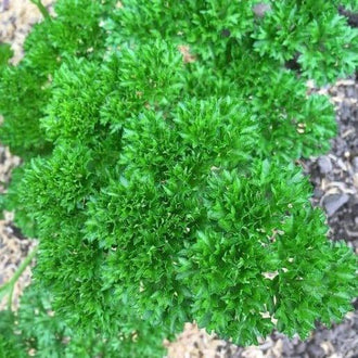 Organic Triple 'Moss' Curled Parsley Seeds by Gaia, product image prepared for Canadian gardeners.