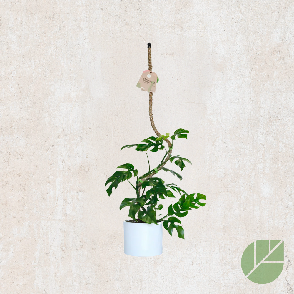 Mossify flexible coconut stake