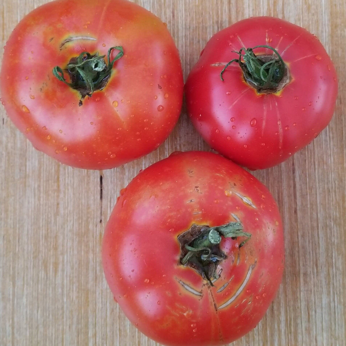 Organic 'Mother Red' Tomato Seeds by Gaia, product image prepared for Canadian gardeners.