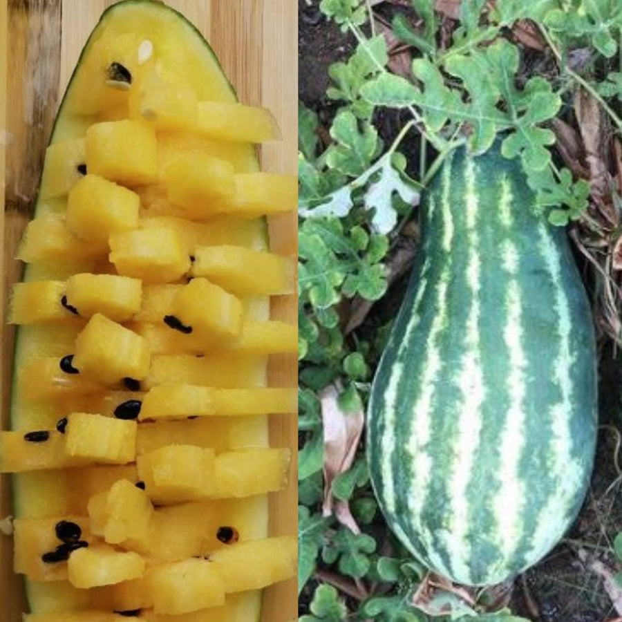 Melon d'eau 'Mountain Sweet Yellow' bio