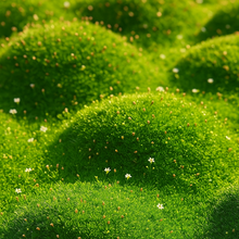 Irish Moss