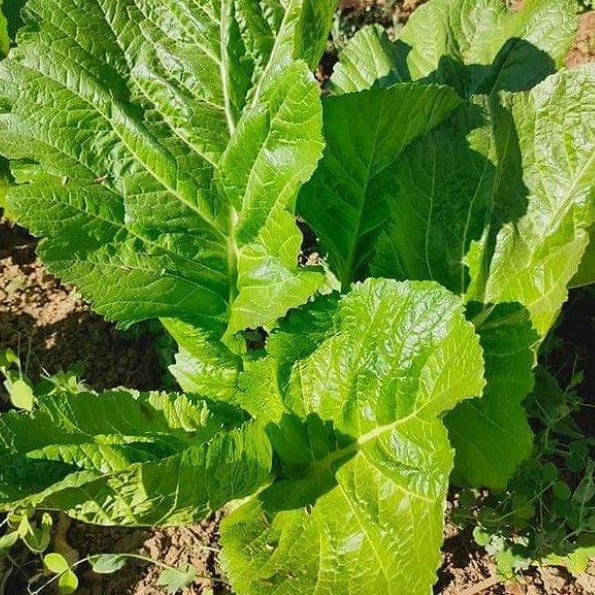 Organic 'Mustard' Mustard
