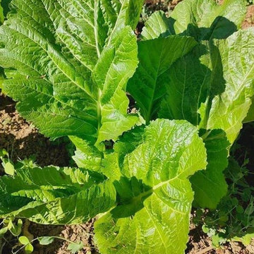 Organic 'Mustard' Mustard