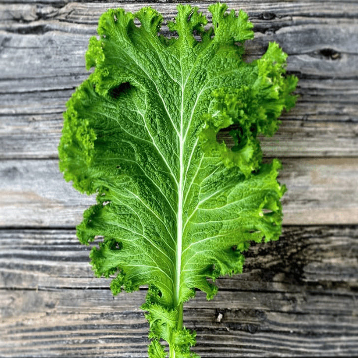 Moutarde 'South Giant Curled Mustard' bio