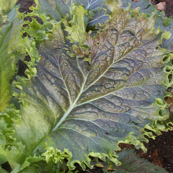 Organic 'Great Wave Miike' mustard