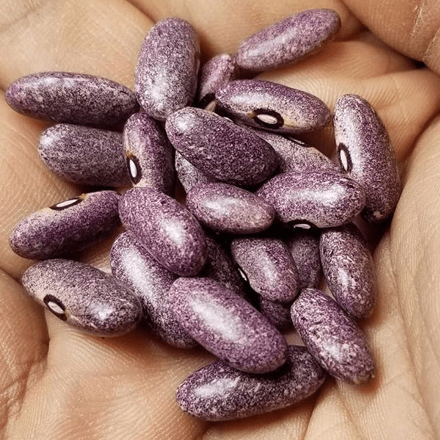 Organic 'Mrocuimere' bean
