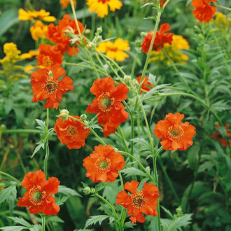 Des fleurs rouge orangé aux pétales arrondis et plissés se répartissent sur de fines tiges vertes ramifiées. Leurs centres portent de petits éléments jaunes et bruns. Plusieurs boutons verts allongés sont visibles près des fleurs. Des feuilles découpées occupent le fond, avec d’autres fleurs orange et jaunes plus petites dans la partie supérieure du cadrage.