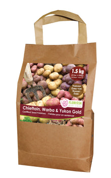 Pomme de terre ‘Nugget Combo Sack’ ( Solanum tuberosum ) : un sac en papier à poignées illustré de petites pommes de terre multicolores. La présentation montre l’emballage avec une illustration du produit et son nom imprimé sur l’étiquette. Les informations sont regroupées sur la face visible, tandis que la photographie met en évidence le contenu ou la plante illustrée. Cette vue vous aide à reconnaître le produit présenté et son conditionnement.