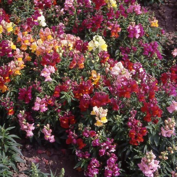  Dwarf Snapdragon 'Magic Carpet'