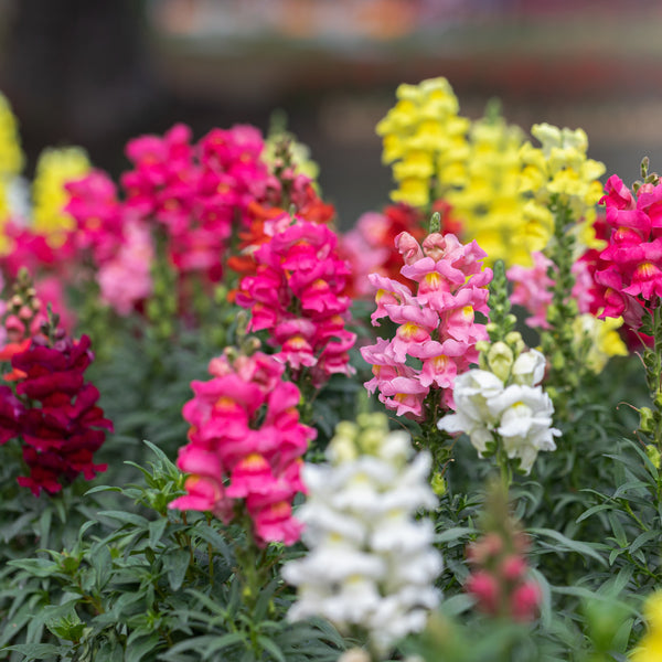 Snapdragon 'Rocket Mixed'