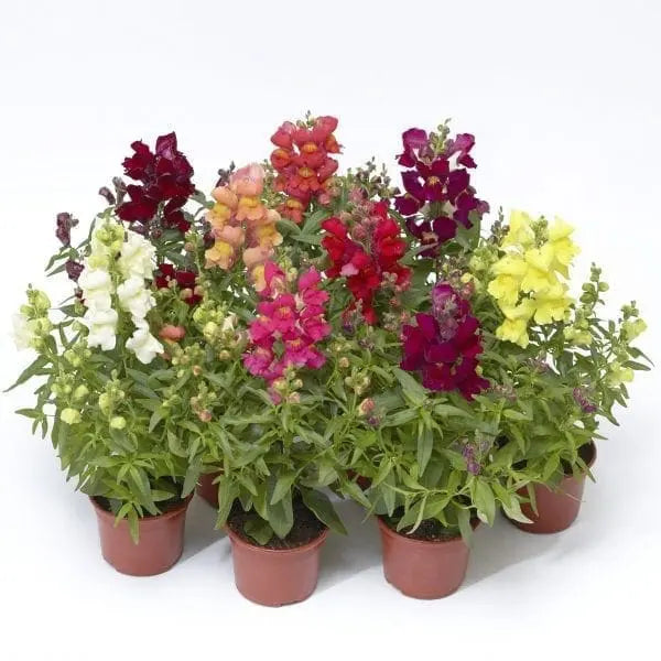 Image of Snaptini™ Mix F1 snapdragon showing the variety and its visible characteristics to help identify the product before sowing. Snaptini™ Mix F1 snapdragon is an ornamental flowers variety offered as seed for gardeners who want clear, practical product information. Confirmed details include maturity:, height:, spread:, colour: Couleurs variées. The packet contains approximately 100 seeds, and the formulation is f1 hybrid, coated seeds.