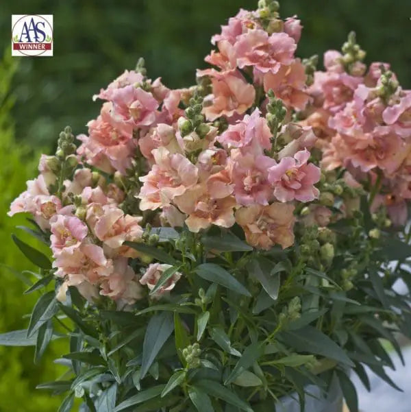 Photo de Muflier Twinny™ Peach F1. Le muflier 'Twinny™ Peach F1' se distingue par ses fleurs doubles et délicates aux nuances de pêche, idéales pour égayer vos plates-bandes et contenants. La couleur caractéristique est : pêche. Le visuel permet d'observer les contours, les teintes et la disposition des éléments présentés.