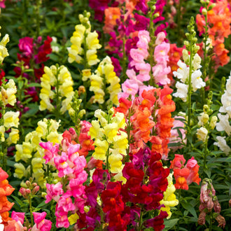 De longs épis fleuris roses, jaunes, blancs, orange et rouge pourpre se dressent en groupes serrés. Les petites corolles arrondies se superposent le long des tiges, avec plusieurs pointes vertes au sommet. Les feuilles étroites apparaissent entre les fleurs. Le cadrage est rempli de hampes verticales, dont certaines sont partiellement coupées sur les bords.
