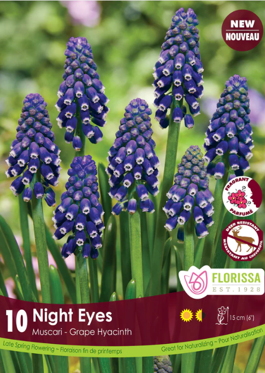 Muscari Night Eyes