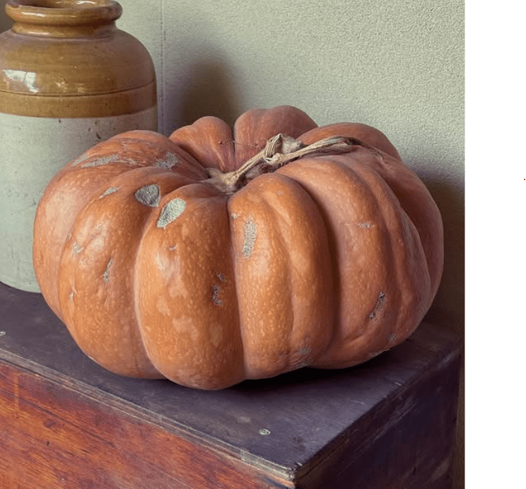 Citrouille ‘Musquée de Provence’, semences écologiques (<em>Cucurbita moschata</em>)