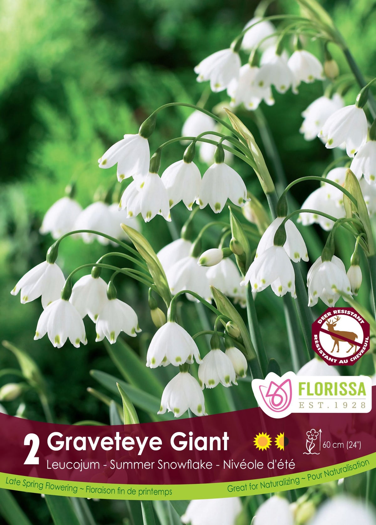 Leucojum Gravetye Giant