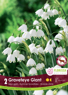 Leucojum Gravetye Giant