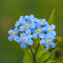 Myosotis Alpestris Bleu 'Forget-Me-Not'