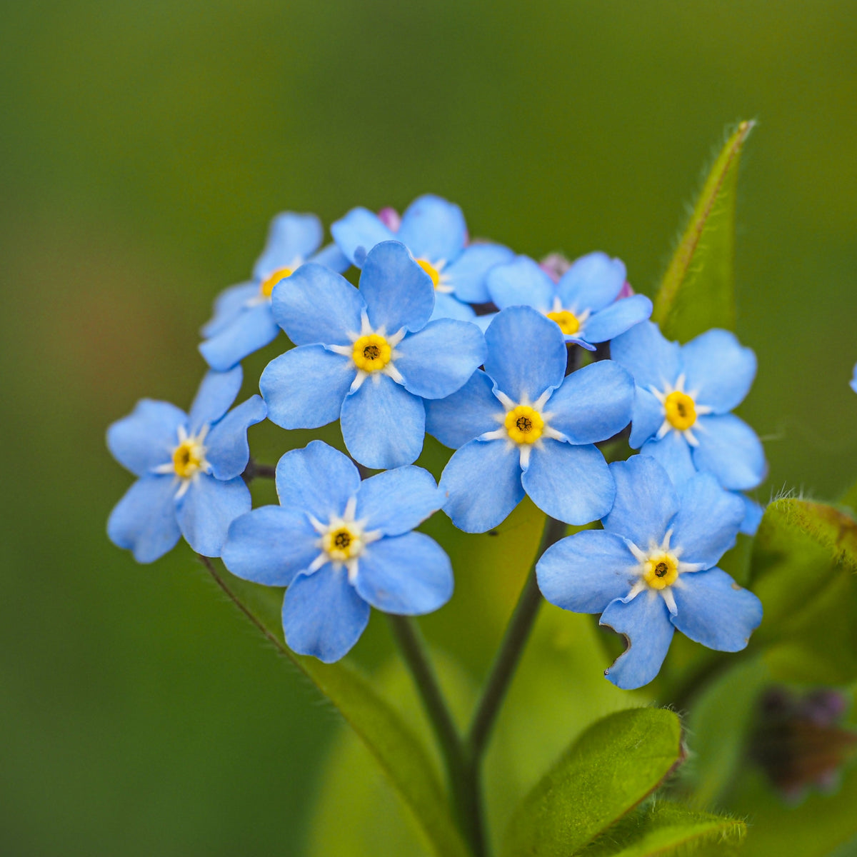 Myosotis Alpestris Bleu 'Forget-Me-Not'