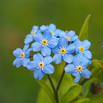 Un petit groupe de fleurs bleues se détache devant un fond vert uni. Les pétales arrondis entourent des centres jaunes ponctués de foncé et se chevauchent légèrement entre les corolles voisines. De fines tiges vertes relient les fleurs. Une feuille allongée monte sur la droite, accompagnée d’autres feuilles vertes dans la partie inférieure de l’image.