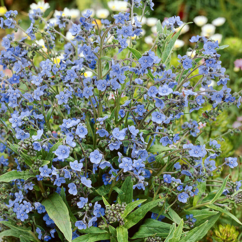 Chinese Cynoglossum