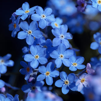 Photographie de Myosotis bleu (Myosotis sylvatica), sélection proposée en semences W.H. Perron. Le visuel présente l’apparence de la plante ou de sa récolte et permet d’en observer les formes et les couleurs. Cette vue illustre les caractéristiques visibles de la sélection, dans une présentation destinée à accompagner son identification et à montrer son intérêt au jardin.