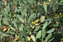 Myrica gale