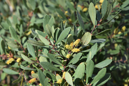 Myrica gale