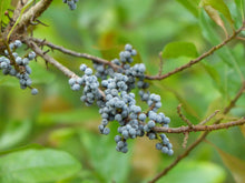 Myrica gale