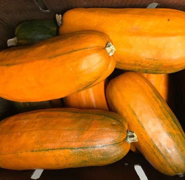 Citrouille ‘Long Pie’, semences écologiques (Cucurbita pepo)