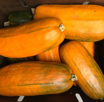 Citrouille 'Long Pie' bio