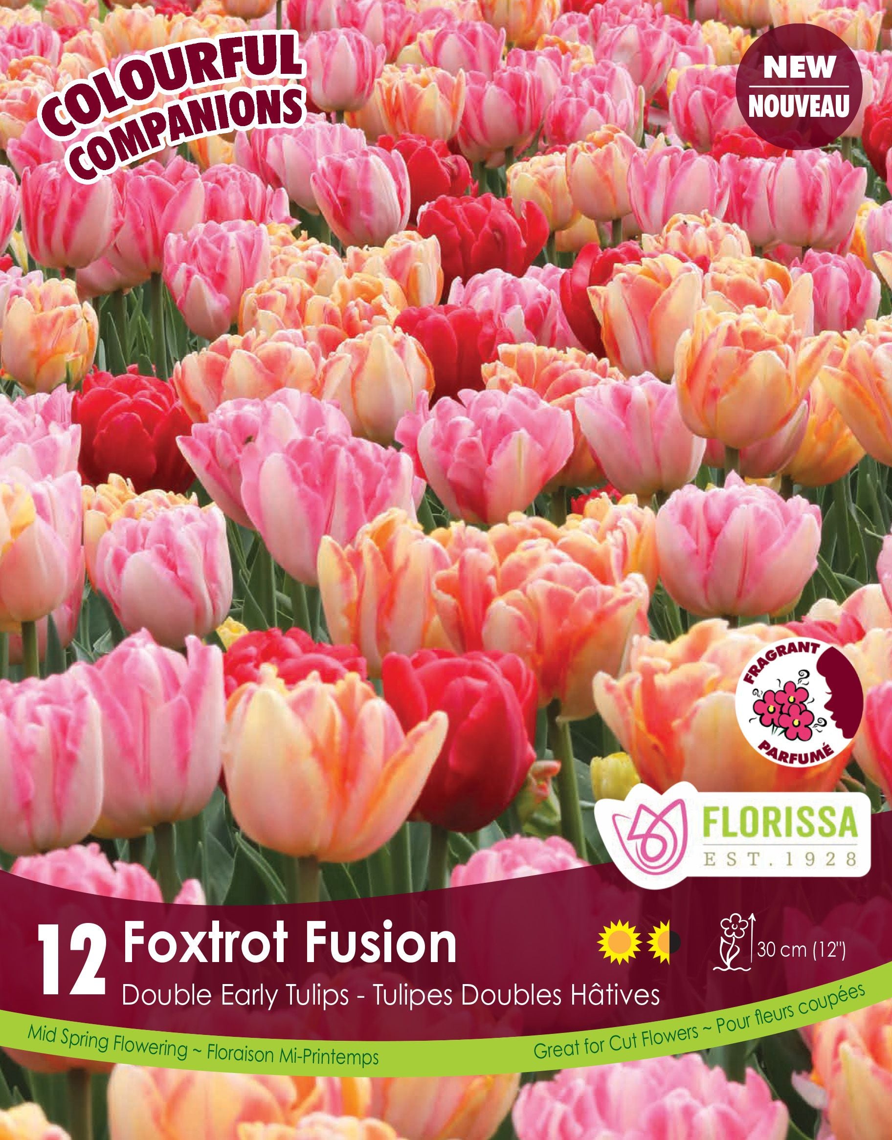 Harmonie florale Foxtrot Fusion (<em>Tulipa</em> ‘Foxtrot’ et ‘Foxy Foxtrot’)