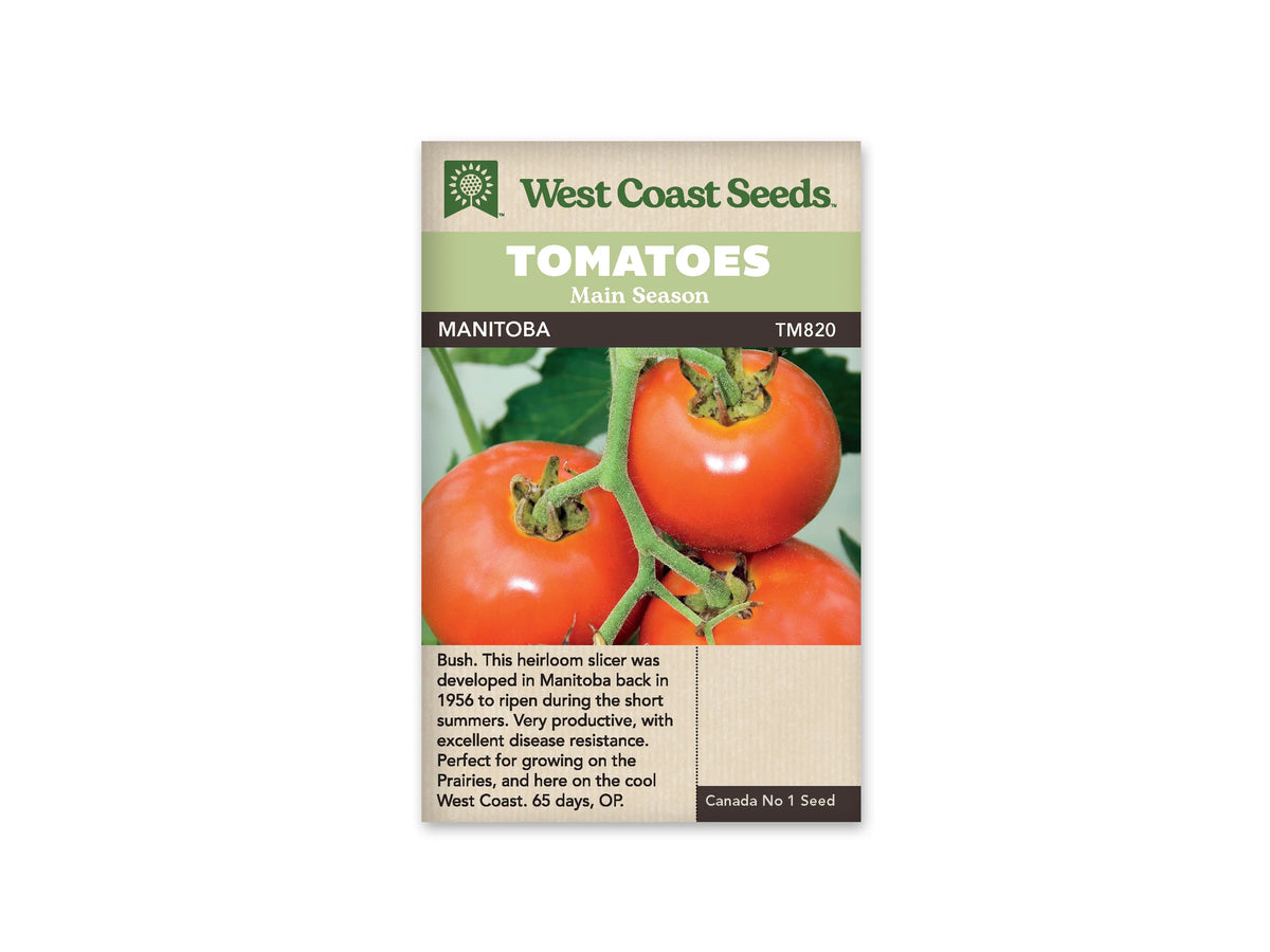 Sachet West Coast Seeds portant les mentions Tomatoes, Main Season et Manitoba. La photo montre de grosses tomates rouges à orange rouge sur une tige, avec des calices verts bien visibles. Le nom de la variété est écrit sur une bande sombre. Le logo et les bandeaux verts apparaissent dans la partie supérieure du sachet.