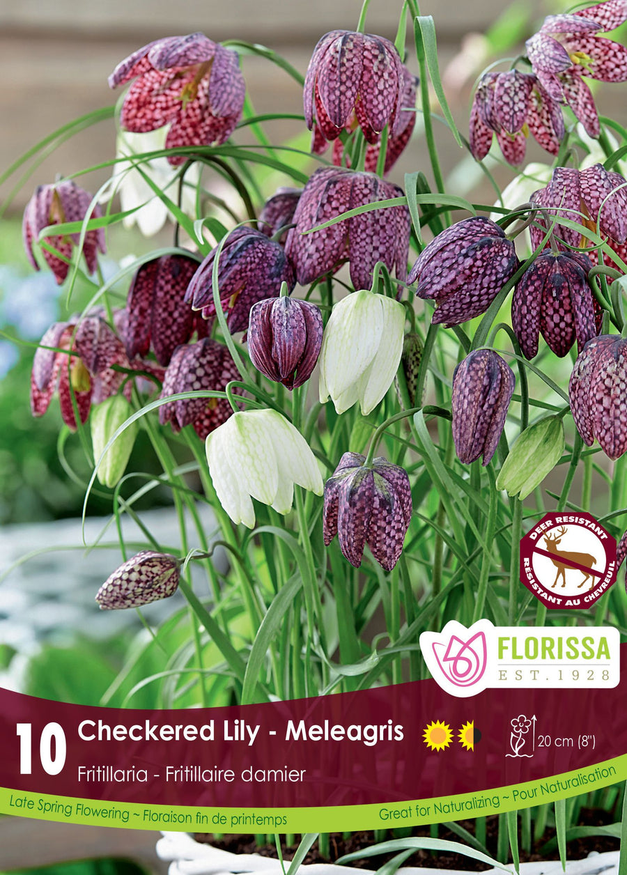 Fritillaria meleagris