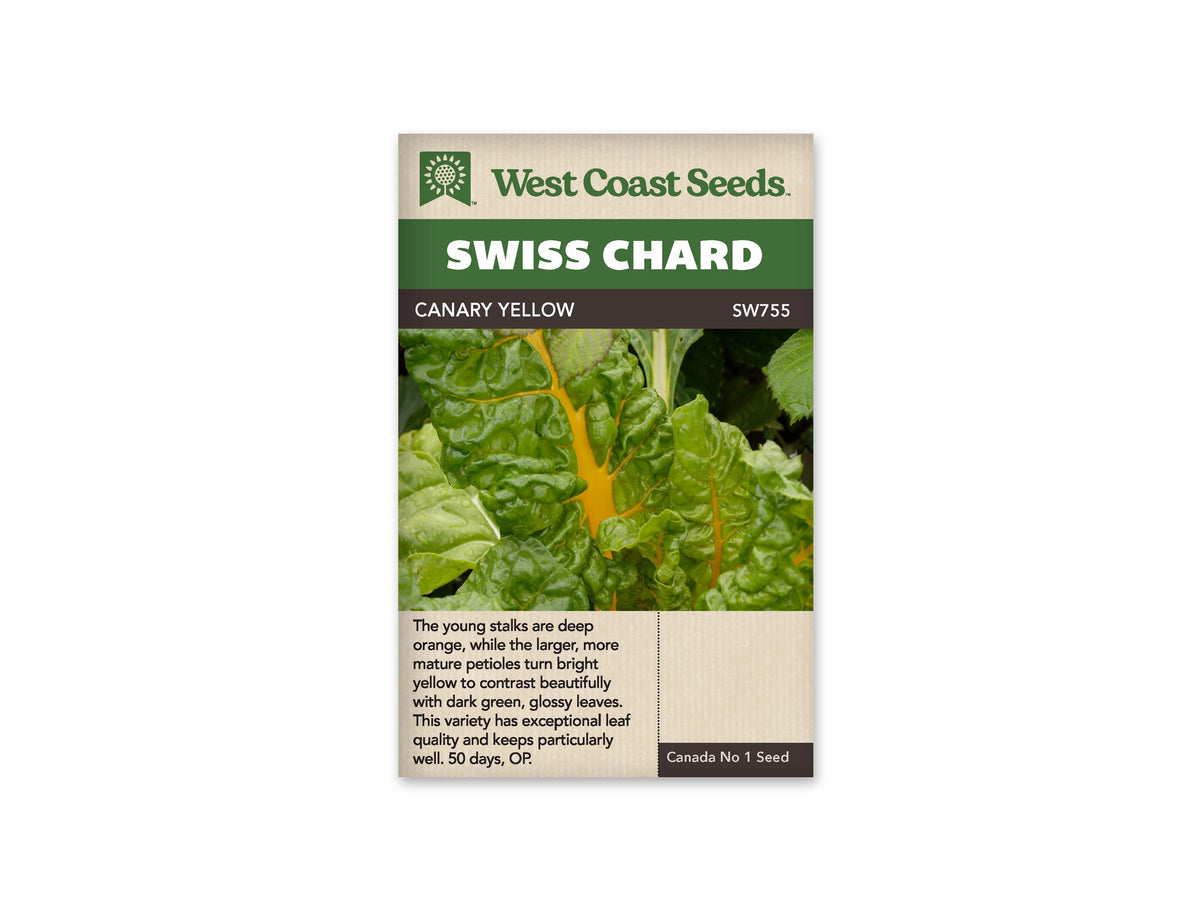Sachet West Coast Seeds Canary Yellow montrant une grande feuille verte gaufrée. Sa nervure centrale jaune orangé se ramifie dans le feuillage lustré, entouré d’autres feuilles vertes. La photo occupe le milieu du sachet. Le nom Canary Yellow est inscrit dans le bandeau brun, sous le titre Swiss Chard blanc sur fond vert.
