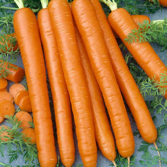 Des carottes orange longues sont disposées côte à côte sur un feuillage vert découpé. Leurs formes presque cylindriques présentent des extrémités arrondies et de fines lignes pâles sur la peau. Des rondelles de carotte apparaissent sur le côté gauche. Les fanes se glissent autour des racines, devant un support gris partiellement visible entre les différents éléments de la composition.
