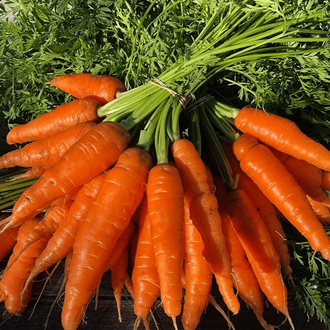 Organic 'Napoli' F1 Carrot Seeds by Gaia, product image prepared for Canadian gardeners.