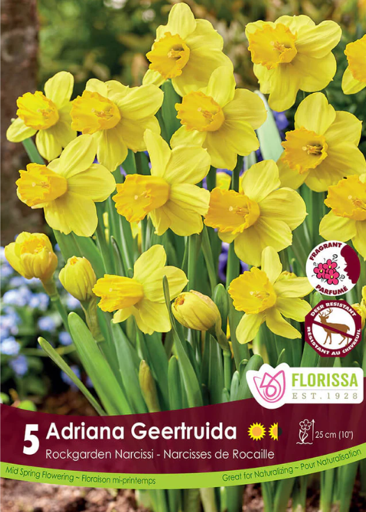 Narcisse ‘Adriana Geertruida’ ( Narcissus ) : un groupe de narcisses entièrement jaunes parmi des feuilles étroites. Le visuel Florissa présente la plante et son nom dans la partie inférieure de l’étiquette. La photographie occupe presque toute la surface, tandis que le bandeau du bas rassemble les indications du produit. Cette vue permet de reconnaître son apparence et de distinguer la variété présentée.