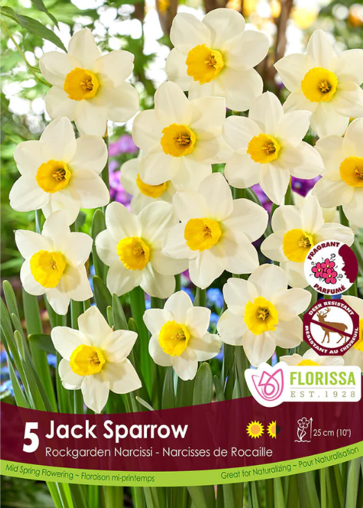 Narcissus 'Jack Sparrow'