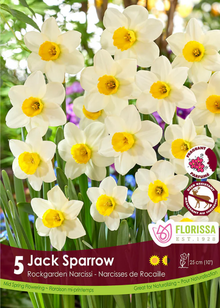Narcissus 'Jack Sparrow'