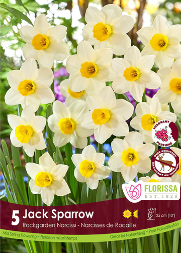 Narcisse 'Jack Sparrow'