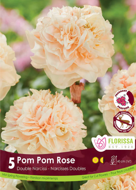 Narcisse 'Pom Pom Rose'