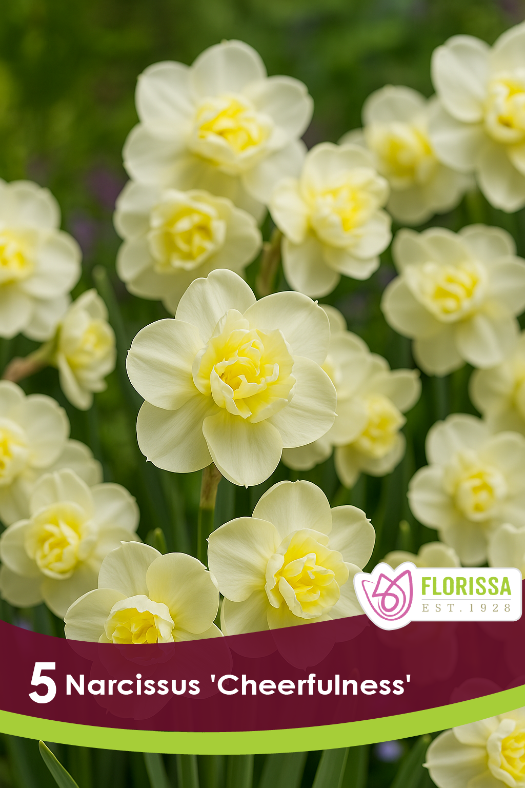Cheerfulness Narcissus