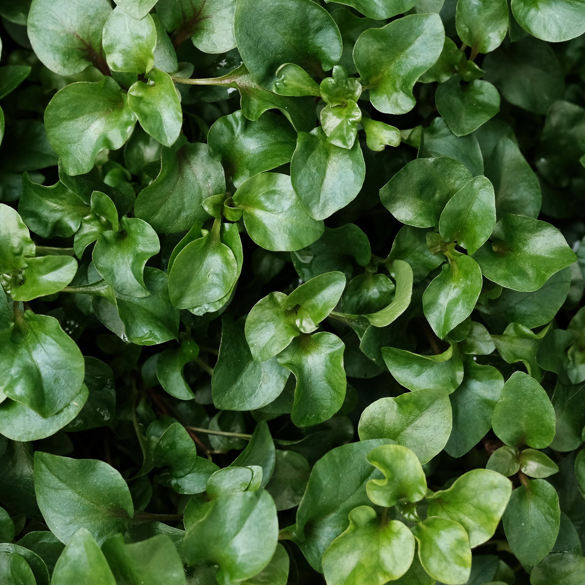 Watercress