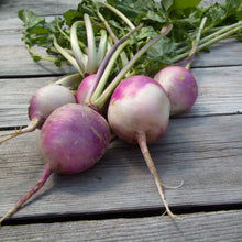 Navet 'Purple Top White Globe'