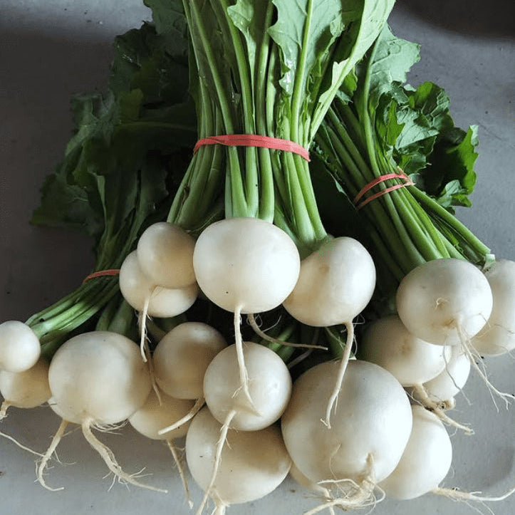 Organic 'Hakurei F1' Turnip