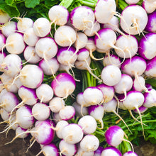 Organic ‘Purple Top White Globe’ turnip (<em>Brassica rapa</em> subsp. <em>rapa</em>)