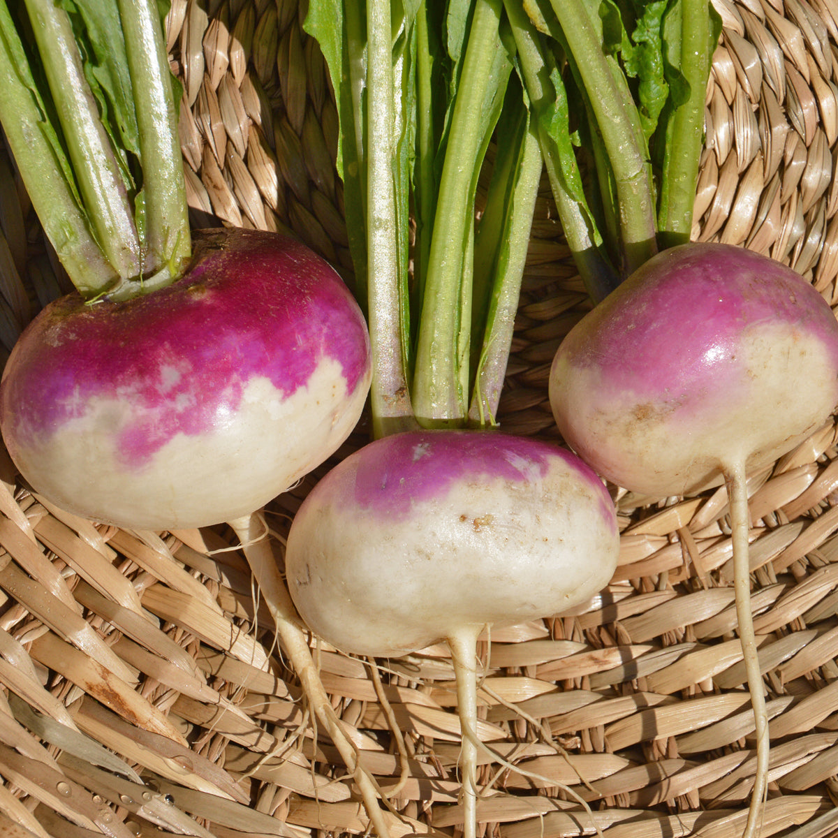 Navet Blanc à Collet Violet. Navets ronds blancs à collet violet dans un panier. Le cadrage permet de voir les formes, les couleurs et les détails du sujet représenté. Les contours se détachent du fond de l’image, avec des différences de teinte et de texture visibles sur les surfaces. Cette vue accompagne la présentation du produit dans la boutique.