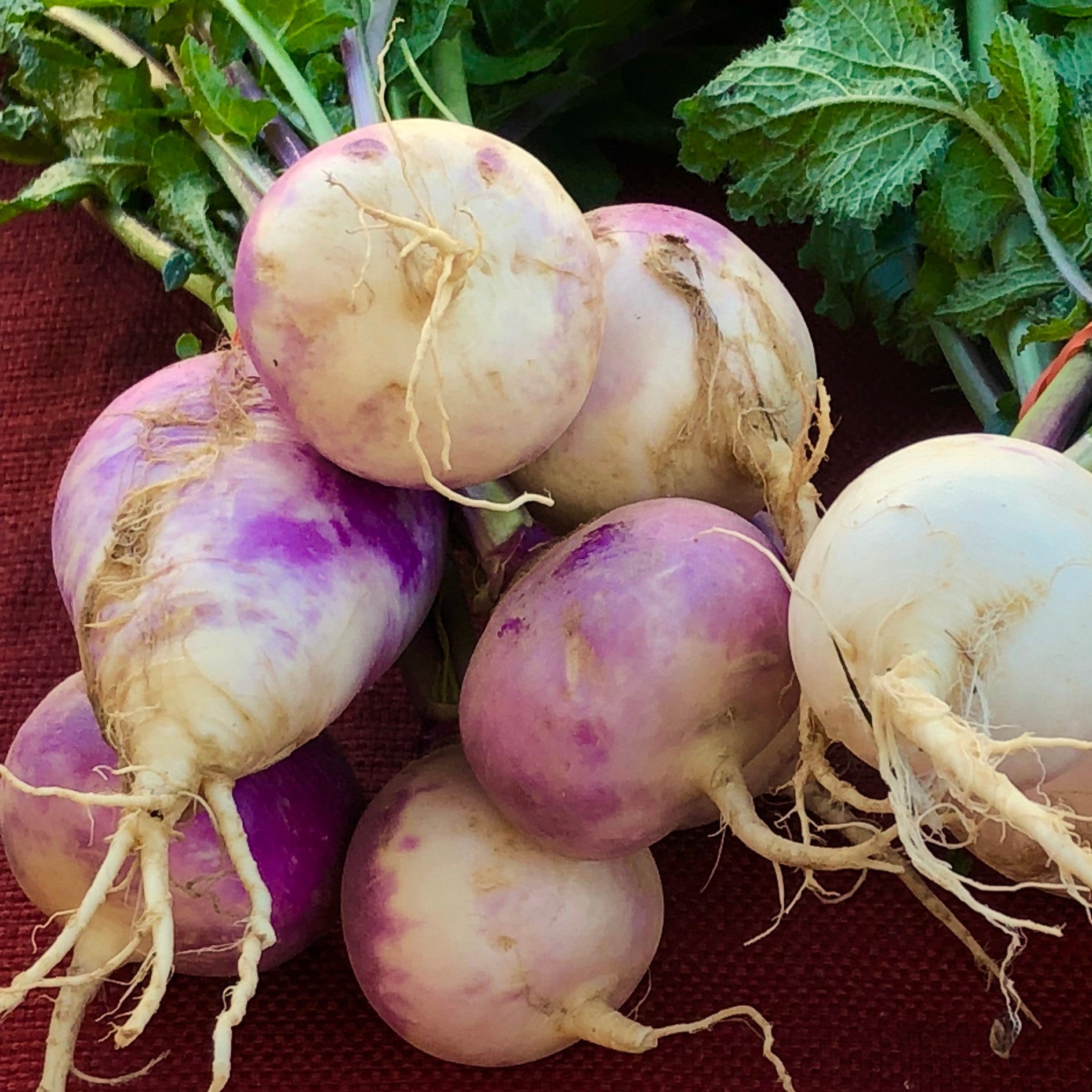 Organic white globe turnip with purple collar
