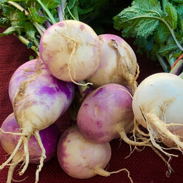 Navet blanc globe à collet violet bio